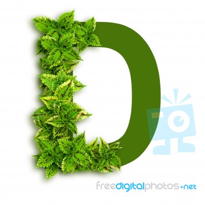 Letter D With Leaves Stock Photo Letter D With Leaves Stock Photo