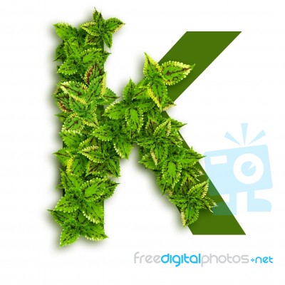 Letter K With Leaves Stock Photo