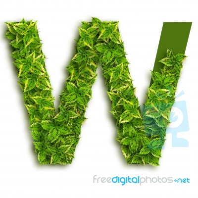 Letter W With Leaves Stock Photo