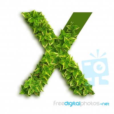 Letter X With Leaves Stock Photo