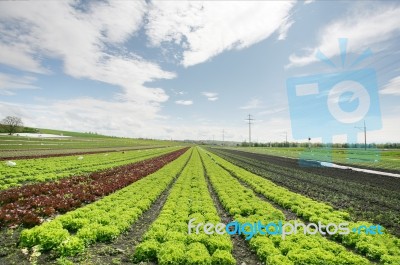 lettuce Field Stock Photo