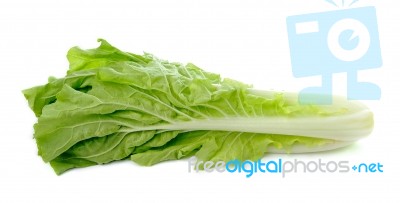 Lettuce Leaves Isolated On White Background Stock Photo