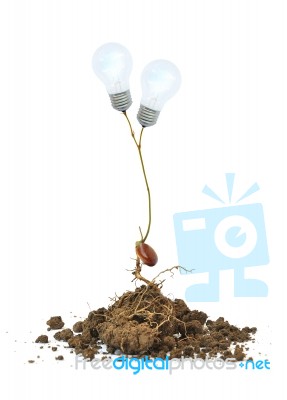Light Bulb On The Tree And Root Stock Photo