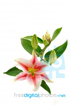 Lily Flower With Leaves Stock Photo