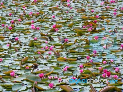 Lily Pads Stock Photo