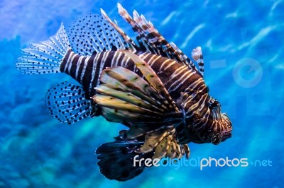 Lion Fish In The Water Stock Photo