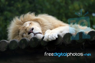 Lion Sleeping Stock Photo
