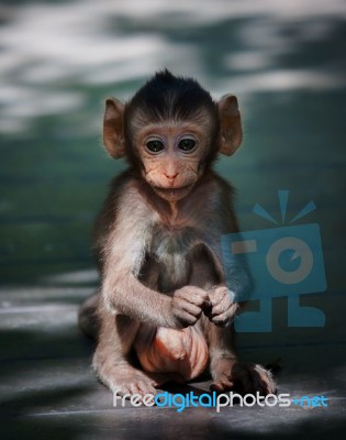 Little Monkey In Wild Stock Photo