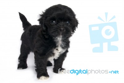 Little Shihtzu Puppy Cute Dog Stock Photo