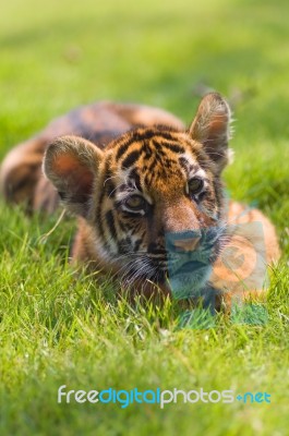 Little Tiger Stock Photo