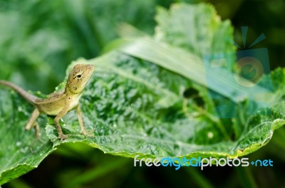 Lizard In Green Nature Stock Photo
