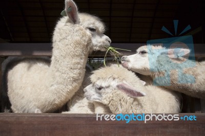 Llama Alpacas Eating Ruzi Grass In Mouth Rural Ranch Farm Stock Photo