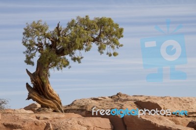 Lone Tree Stock Photo