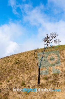Lonely Tree On The Mountain At Kew Mae Pan Nature Trail, Doi Inthanon National Park, Chiangmai, Thailand Stock Photo
