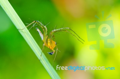 Long Legs Spider In Green Nature Stock Photo