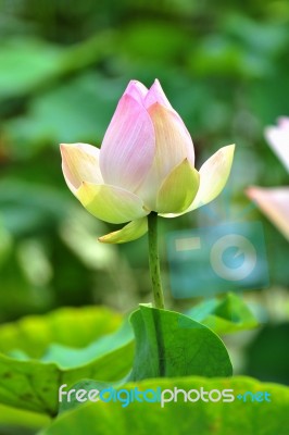 Lotus Stock Photo