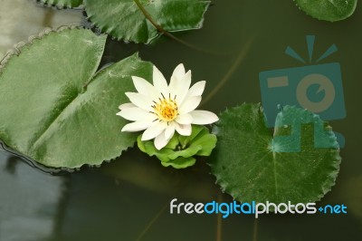 Lotus And Green Leafs In Shady Pond Stock Photo