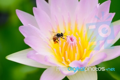 Lotus & Bee Stock Photo