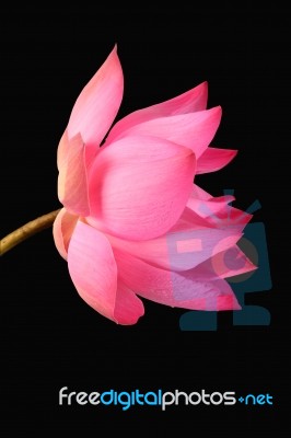 Lotus Flower Isolated On Black Background Stock Photo