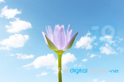 Lotus Flower With Blue Sky Stock Photo