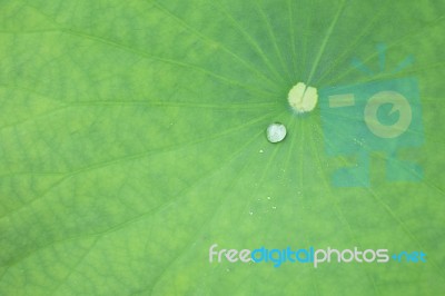 Lotus Leaf Stock Photo