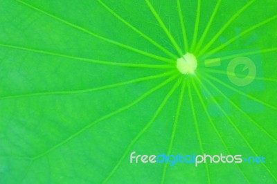 Lotus Leaf Background Stock Photo