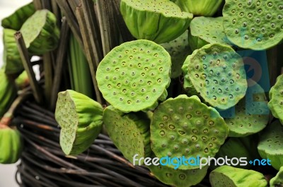 Lotus Seeds Stock Photo