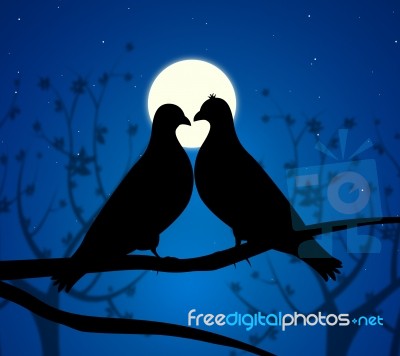 Love Birds Means Boyfriend Affection And Fondness Stock Image