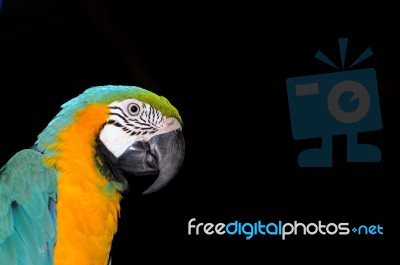 Macaw Stock Photo