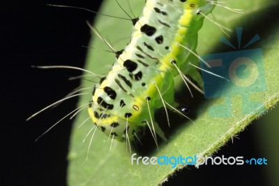 Machaon Caterpillar During Eating Leaf Stock Photo