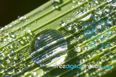 Macro Green Leaf With Drops Stock Photo