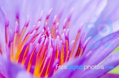 Macro Pollen Of Purple Lotus ( Nymphaea Nouchali ) Stock Photo