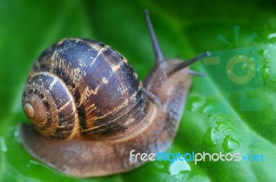 Macro Snail Stock Photo