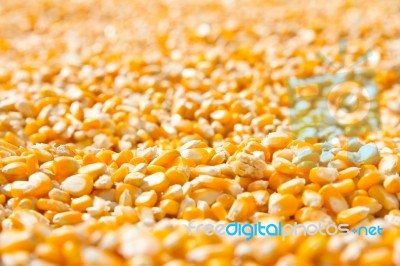 Maize Corn Stock Photo