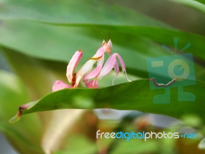 Malaysian Orchid Mantis Stock Photo
