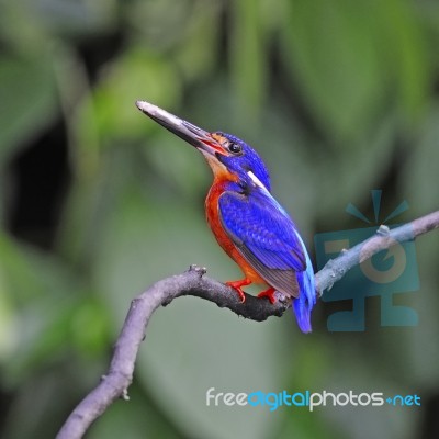 Male Blue-eared Kingfisher Stock Photo