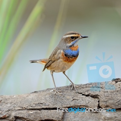 Male Bluethroat Stock Photo