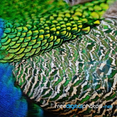 Male Green Peacock Feathers Stock Photo