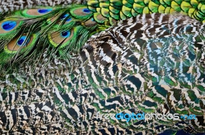 Male Green Peacock Feathers Stock Photo