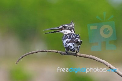 Male Pied Kingfisher Stock Photo