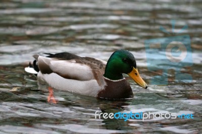 Mallard Duck Stock Photo