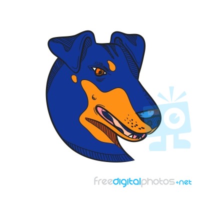 Manchester Terrier Dog Head Drawing Color Stock Image