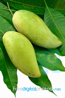 Mango And Leaf Green Stock Photo