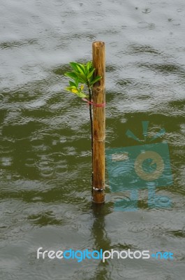 Mangrove Seedlings In The Rain Stock Photo