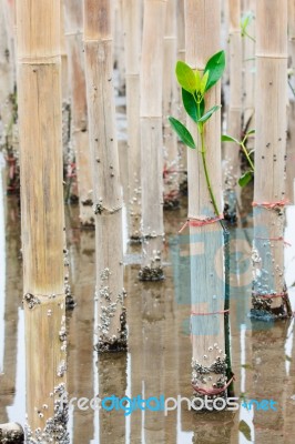 Mangroves Reforestation In Coast Of Thailand Stock Photo