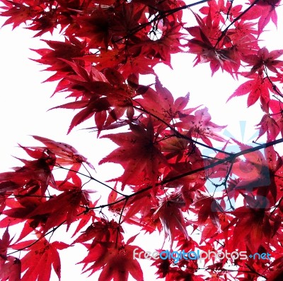 Maple Leaves Stock Photo