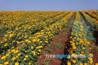 Marigold Flower Meadow In Blue Sky Stock Photo