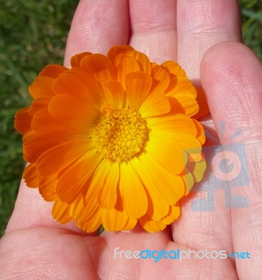 Marigold - Health From Nature Stock Photo