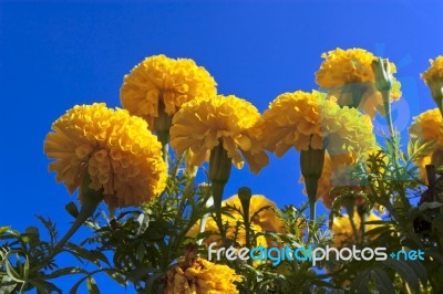 Marigolds Stock Photo