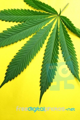 Marijuana Leaf Stock Photo